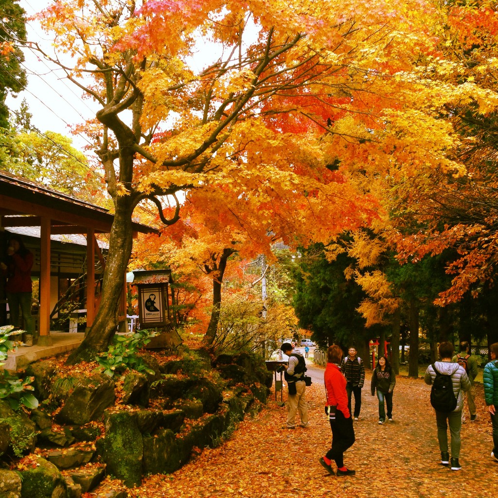 enza-cafe-autumn-leave