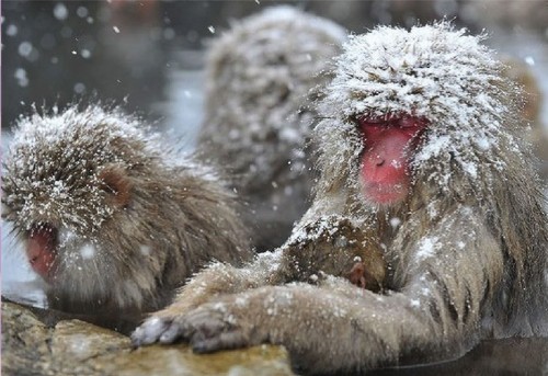 snow monkey park