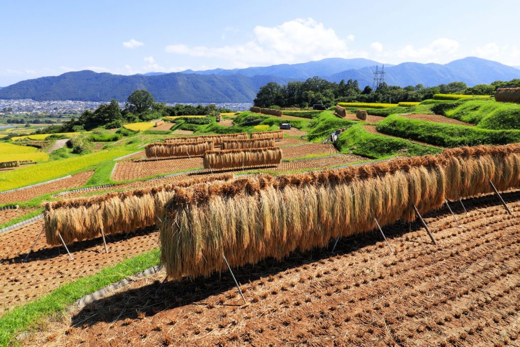 nagano-rice-satoyama