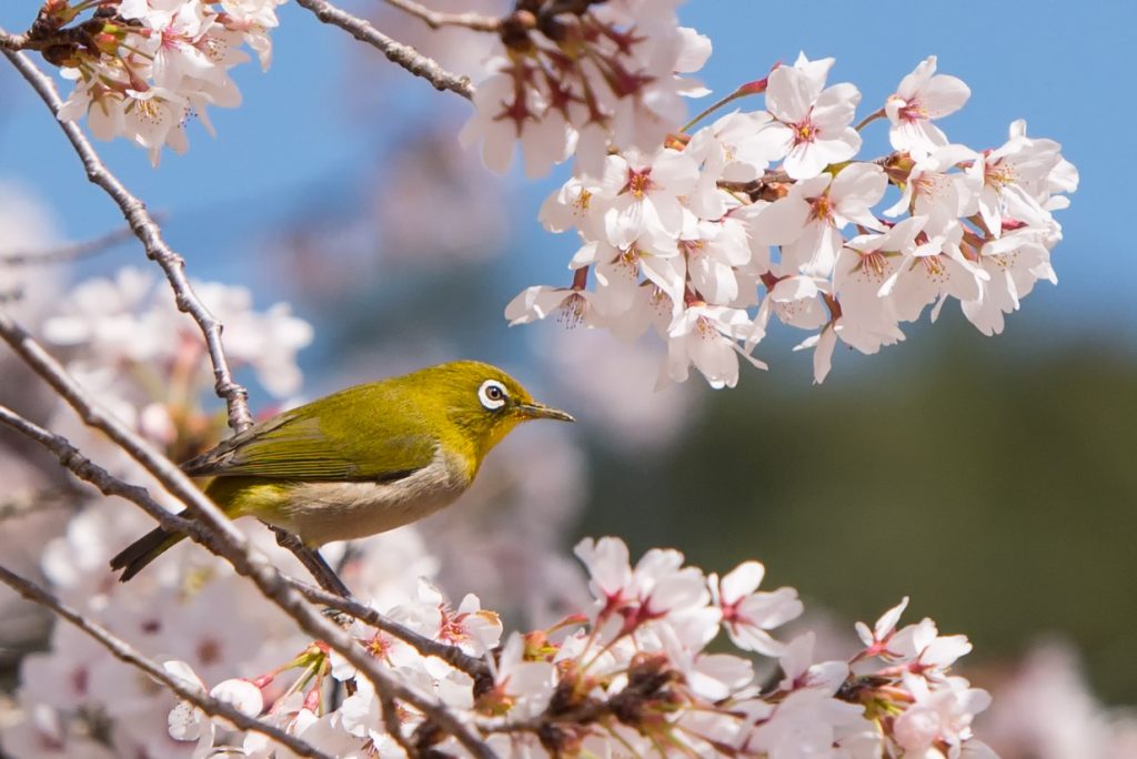 cherry-blossom-sakura-wildlife