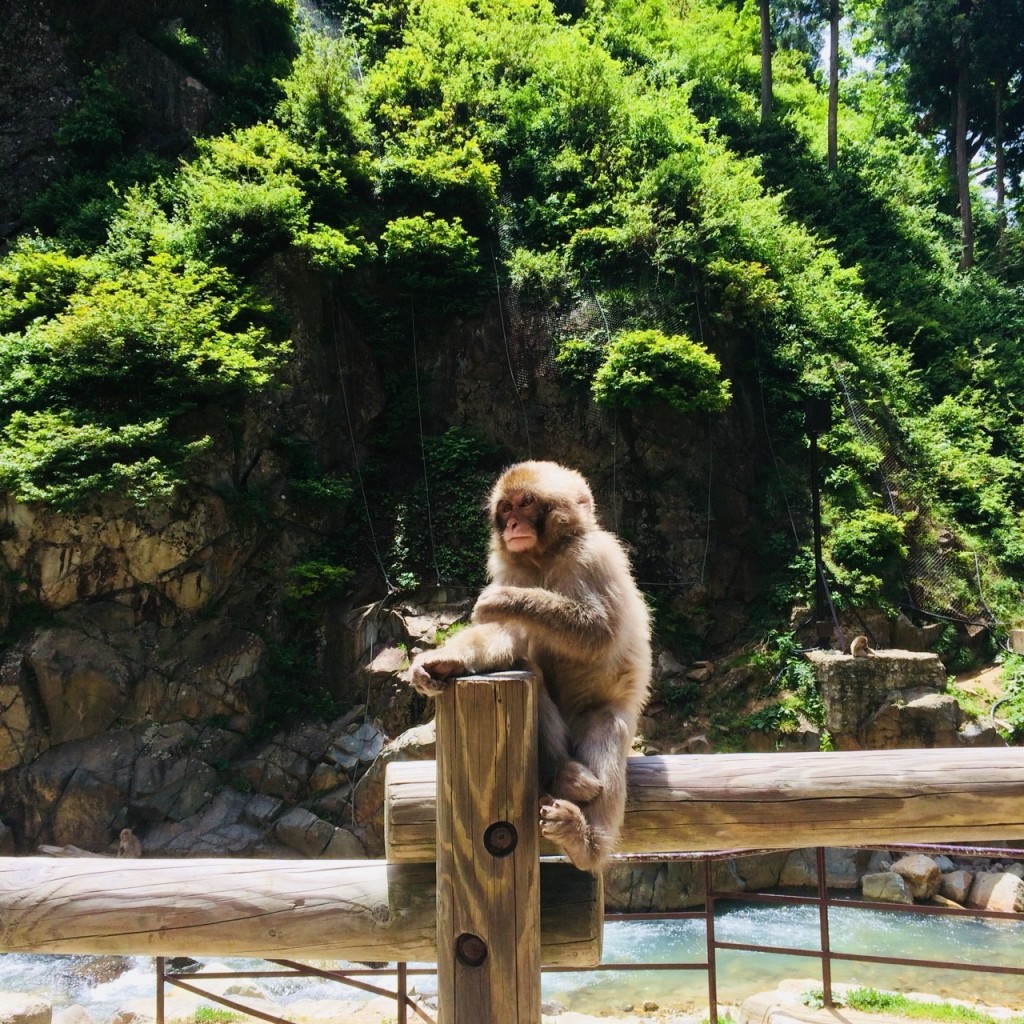 Snow Monkeys_180710_0235