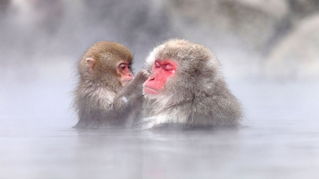 jigokudani-snow-monkey-park