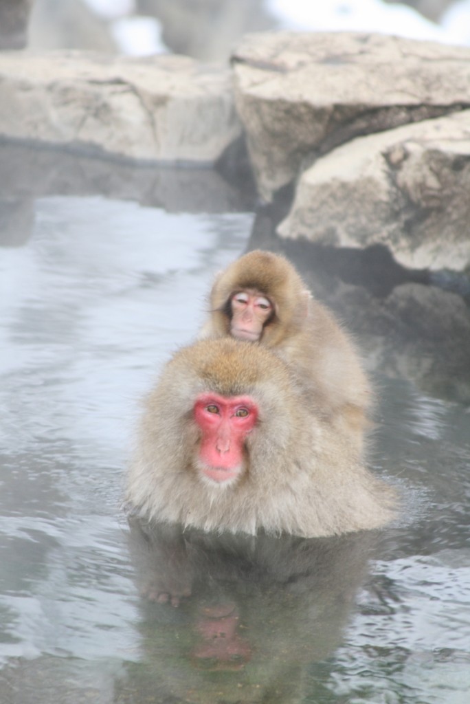 jigokudani-monkey