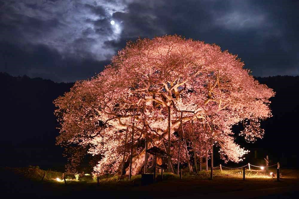 sakura-cherry-blossom-matsukawa-valley