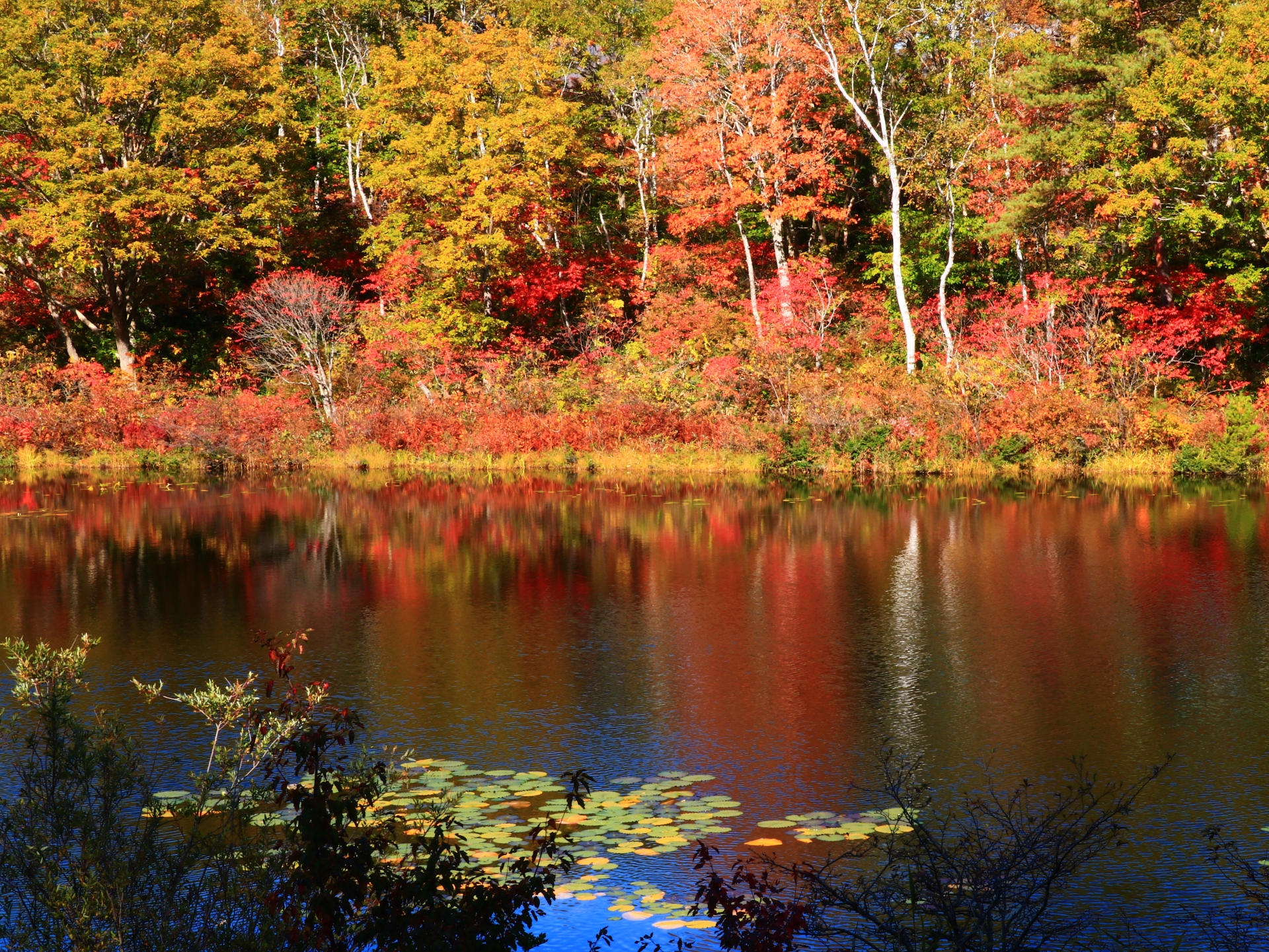 autumn-leaves-koyo-shiga-kogen