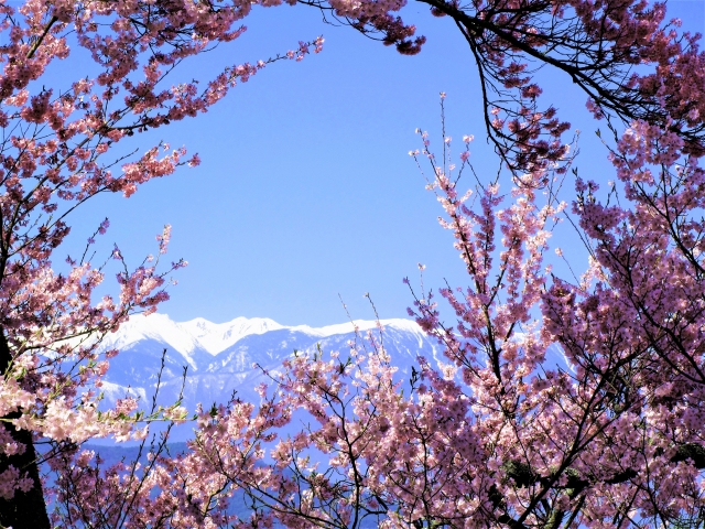 cherry-blossom-sakura-takato