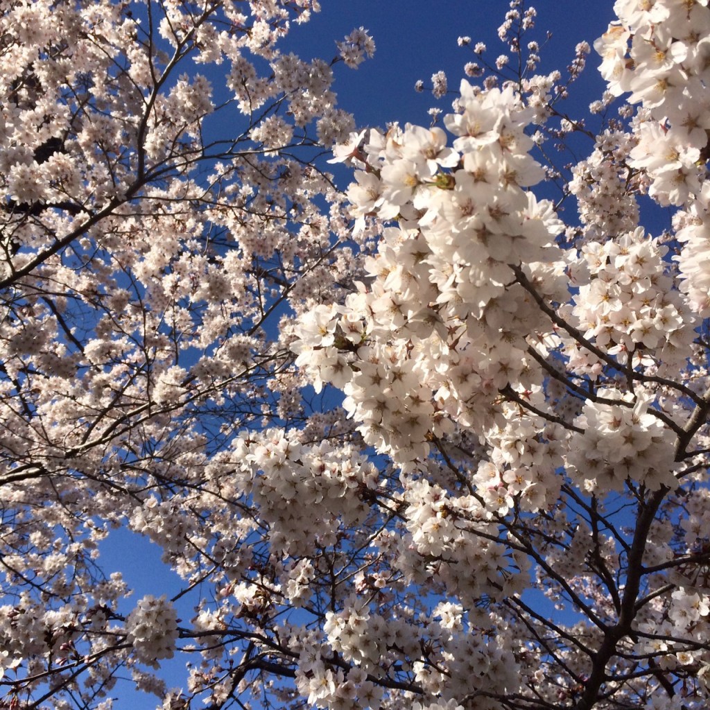 cherry-blossom-sakura