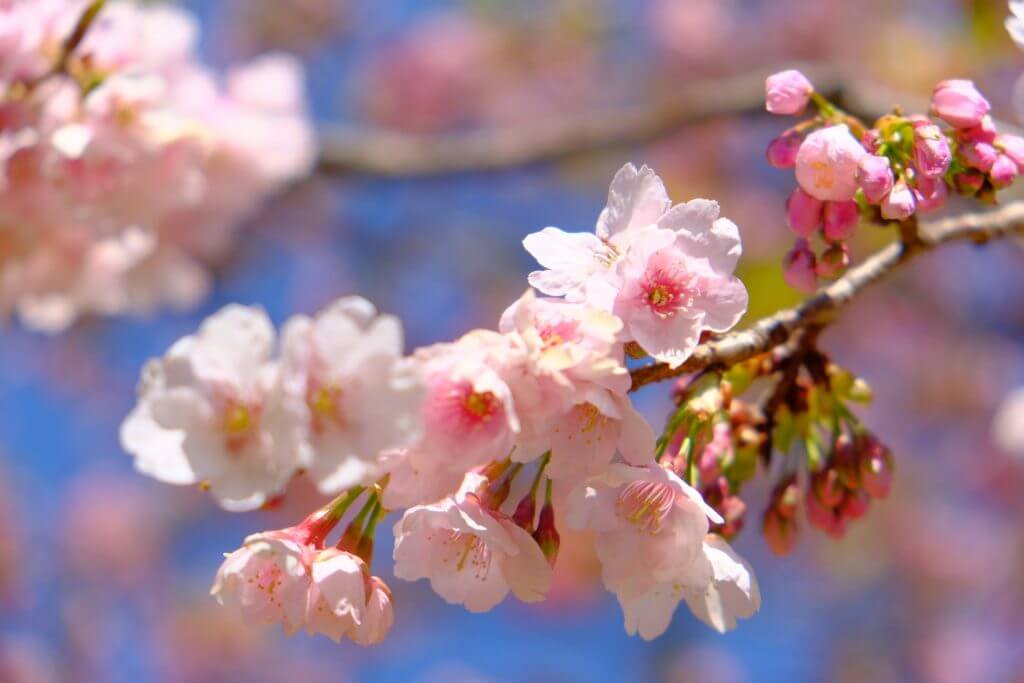 cherry-blossom-sakura