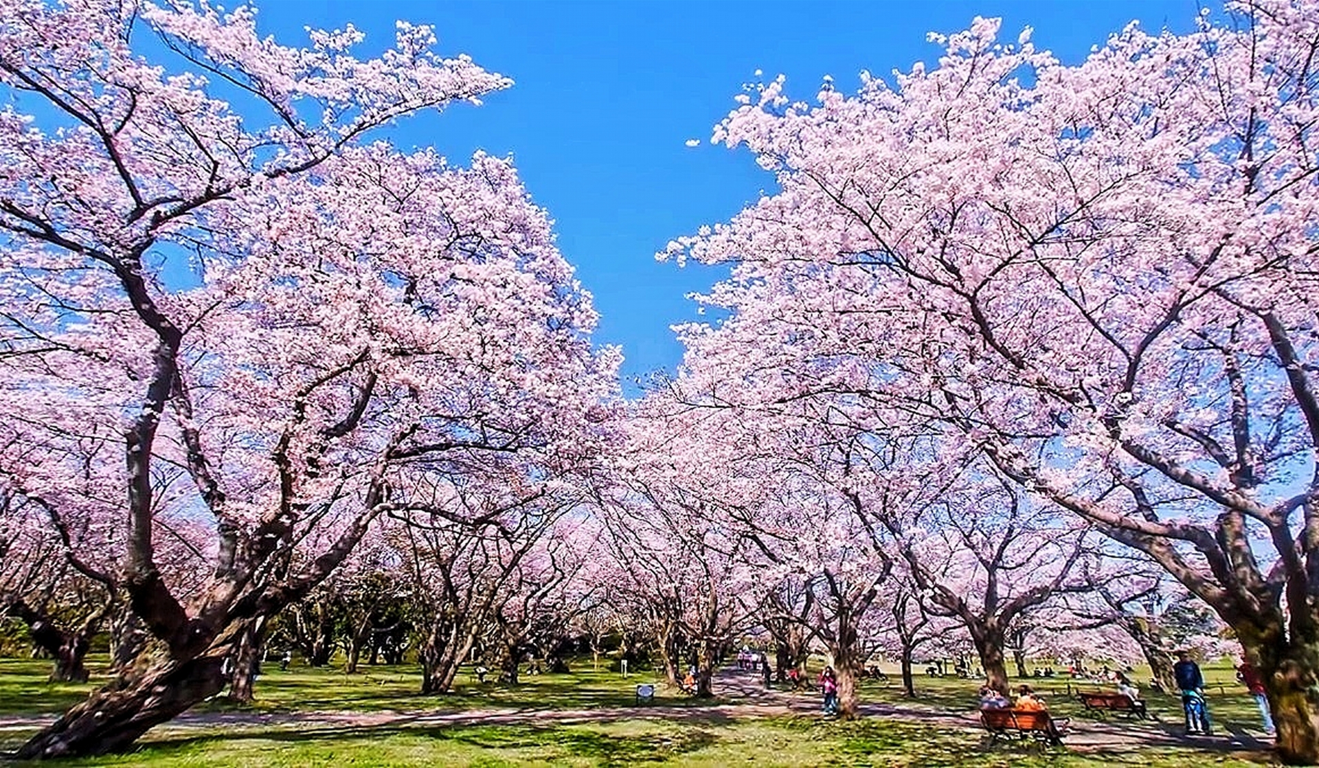 Enjoy the Stunning Blossoms of Nagano - SNOW MONKEY RESORTS