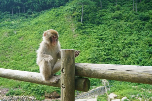 jigokudani-monkey