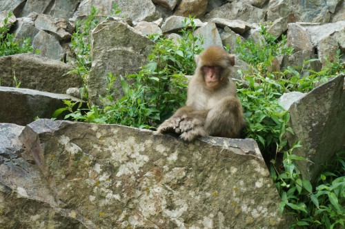 jigokudani-monkey