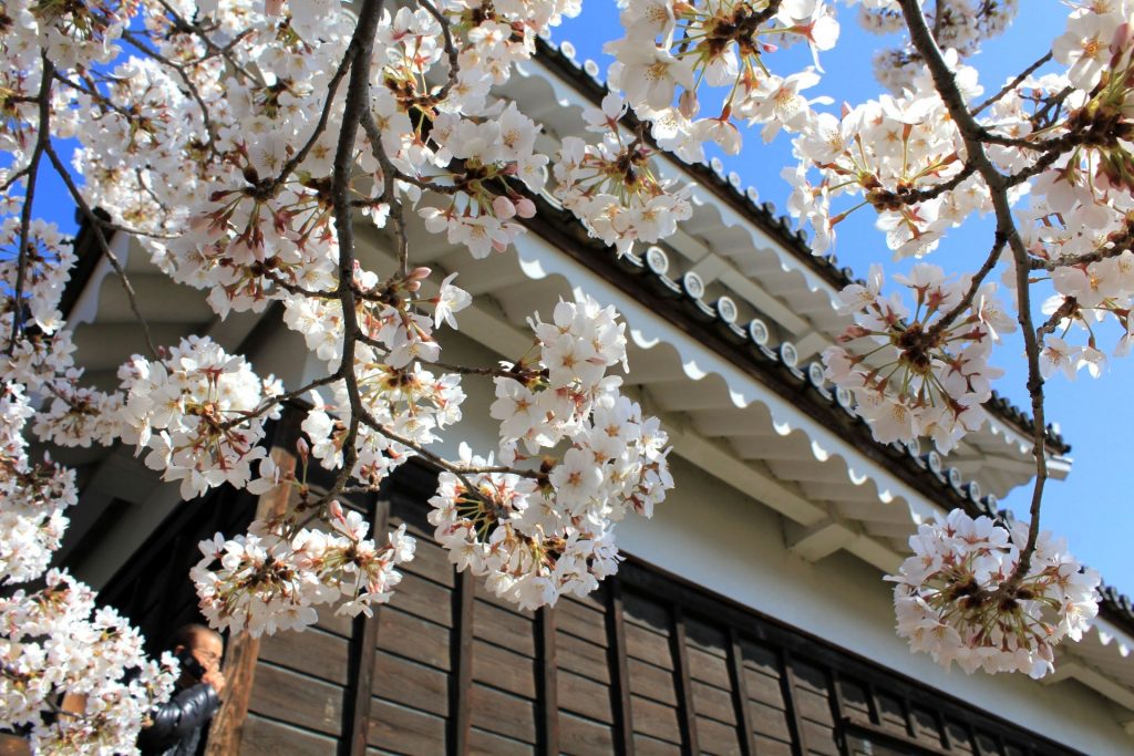 cherry-blossom-sakura