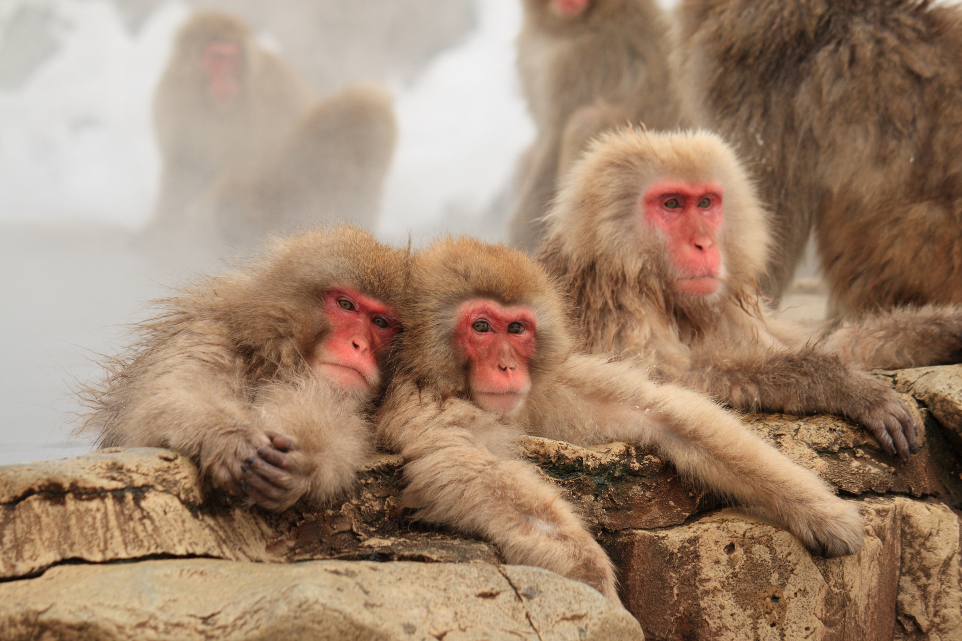 Jigokudani Monkey Park Snow Monkey Resorts