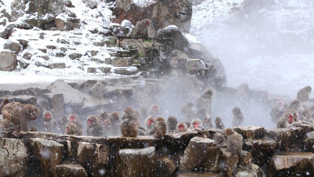 jigokudani-snow-monkey-park