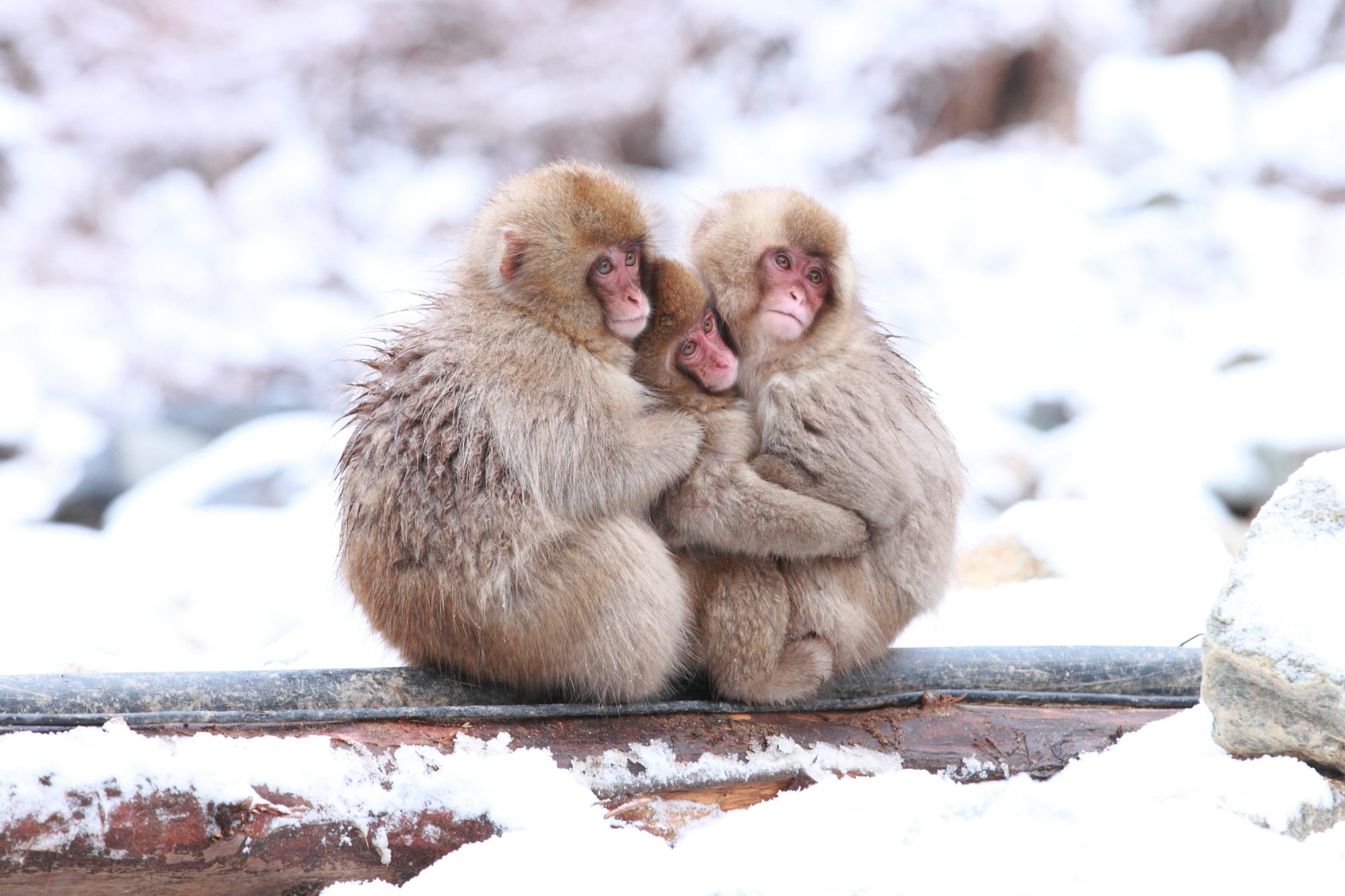 jigokudani-snow-monkey-park