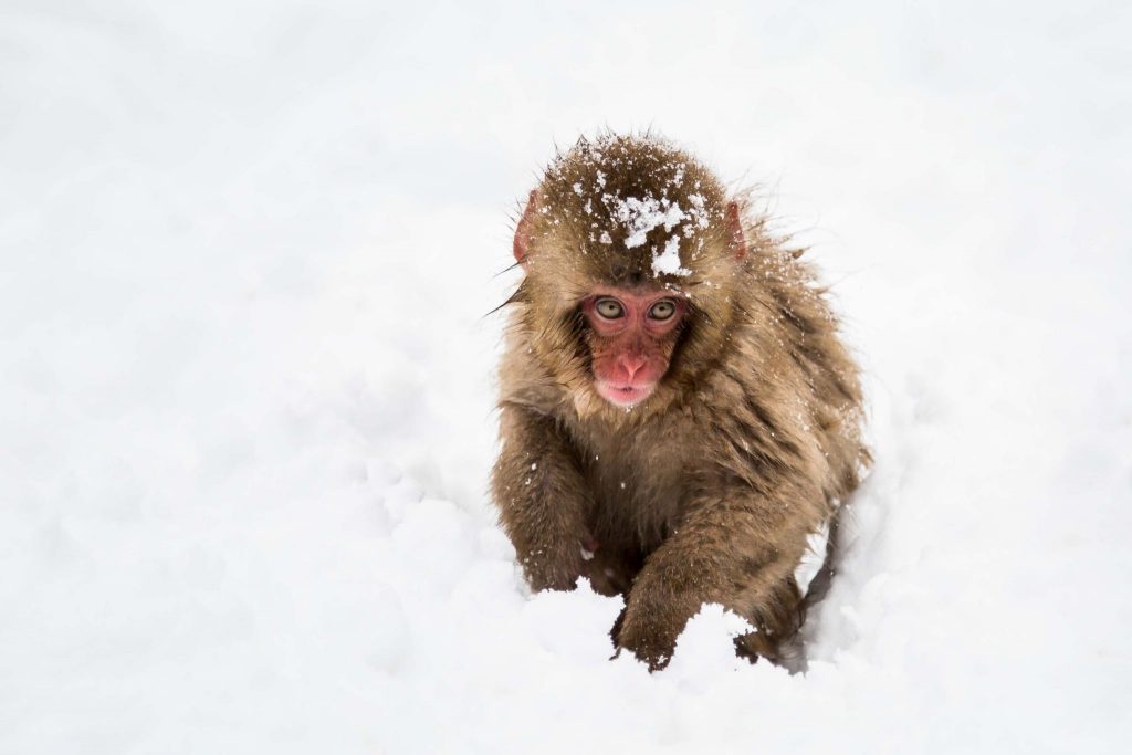 jigokudani-monkey