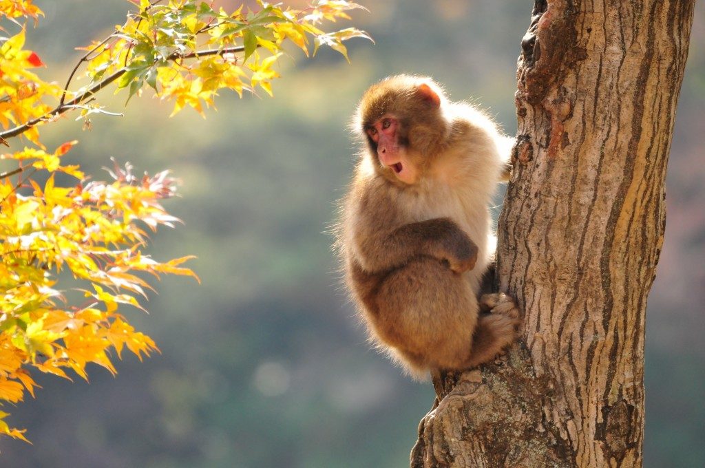 jigokudani-monkey