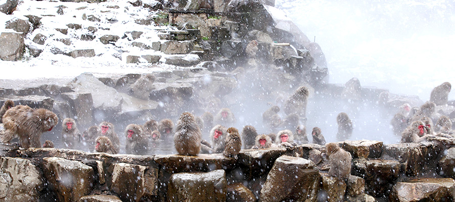 snow-monkey-park