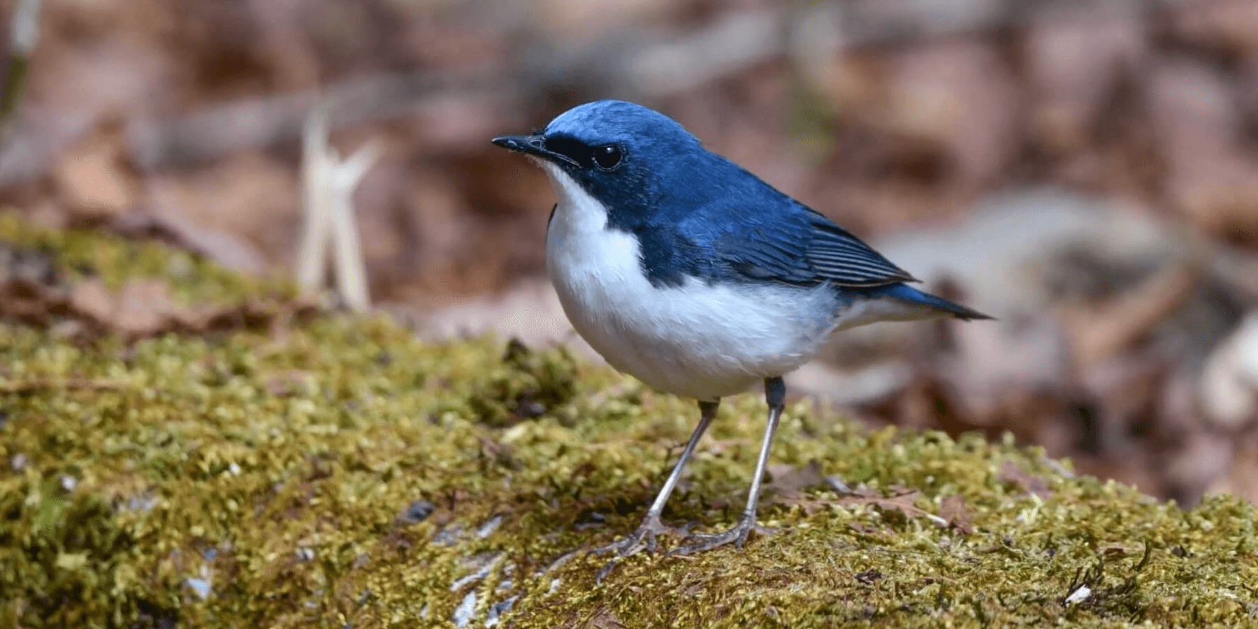 wildlife-bird-banner