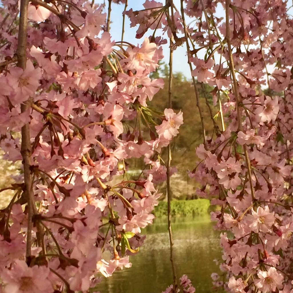 cherry-blossom-sakura