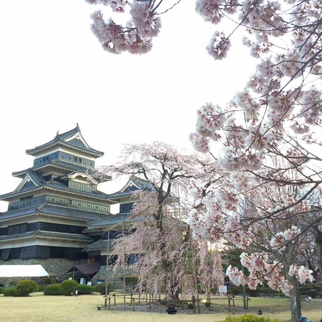 matsumoto-castle-cherry-blossom-sakura