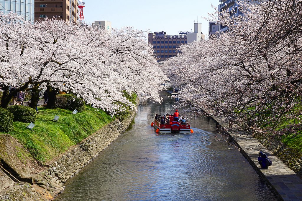 Matsukawa-Park-cherry-blossom-toyama