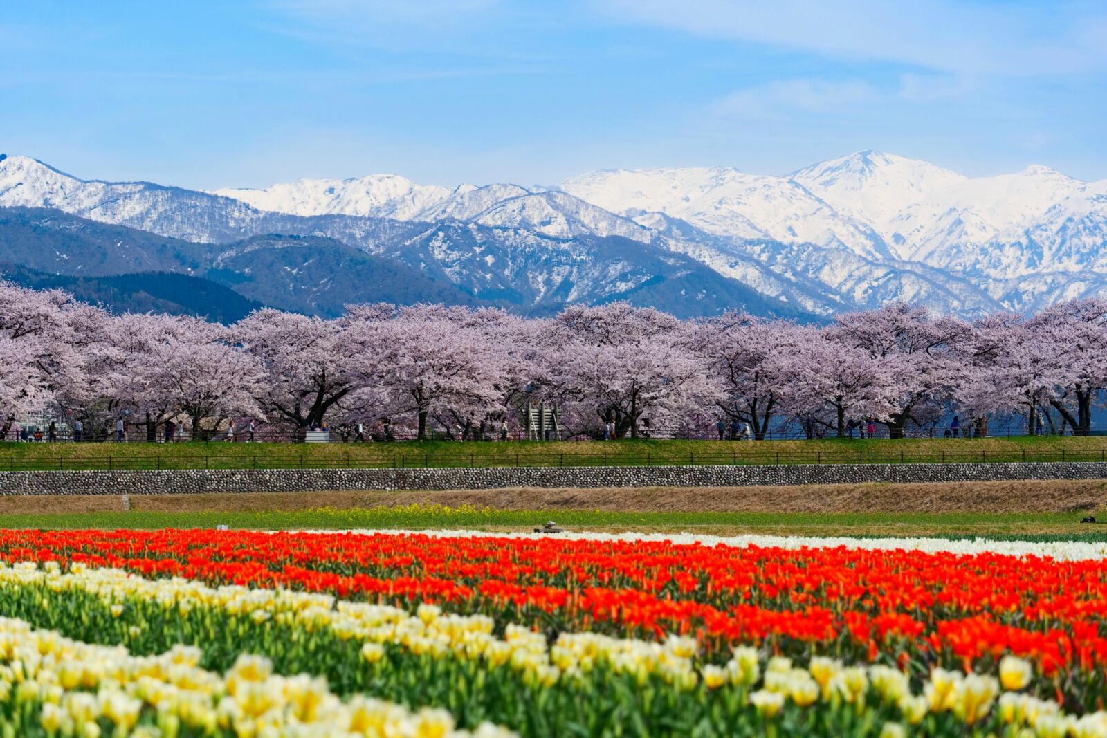 cherry-blossoms-toyama-haru-asahi