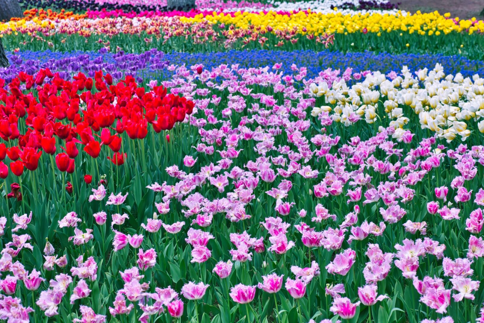 tonami-tulip-festival