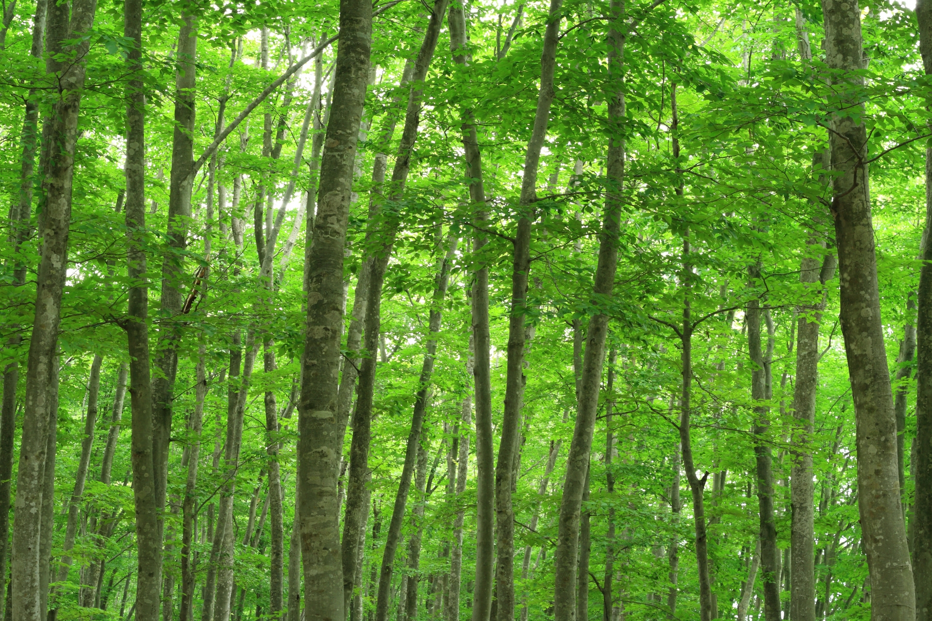 niigata-bijin-forest