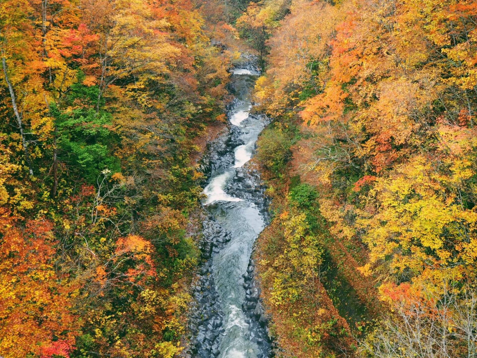 the-best-places-to-see-autumn-leaves-in-nagano-snow-monkey-resorts