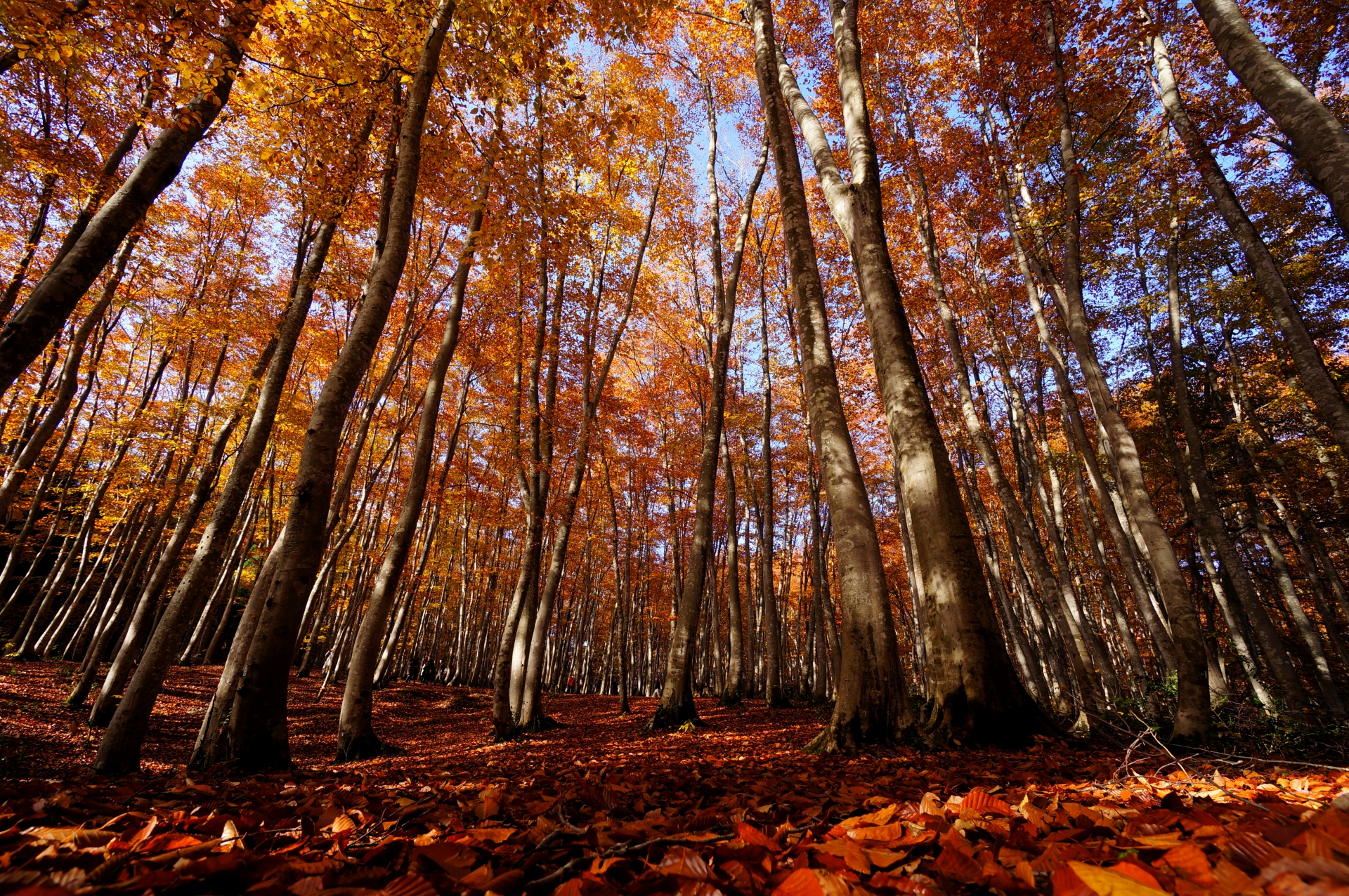 niigata-bijin-forest