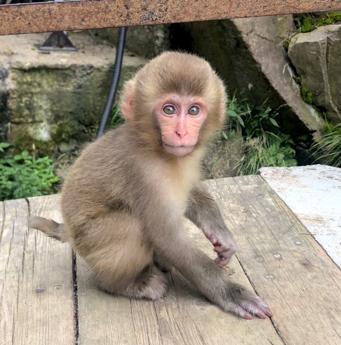 snow-monkey-park-august-2020