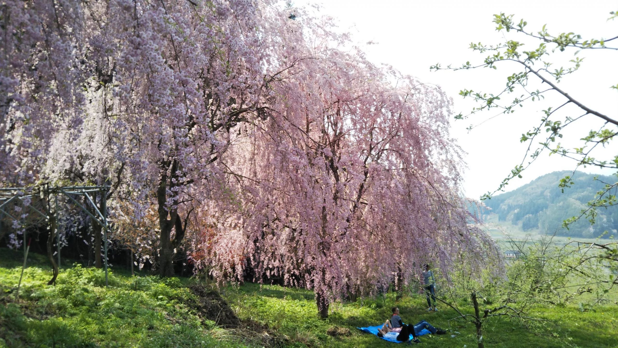 yamanouchi-sakura