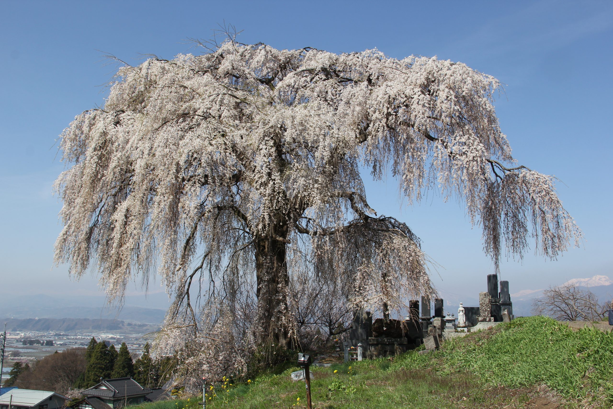 ookubo-cherry-blossom-yamanouchi