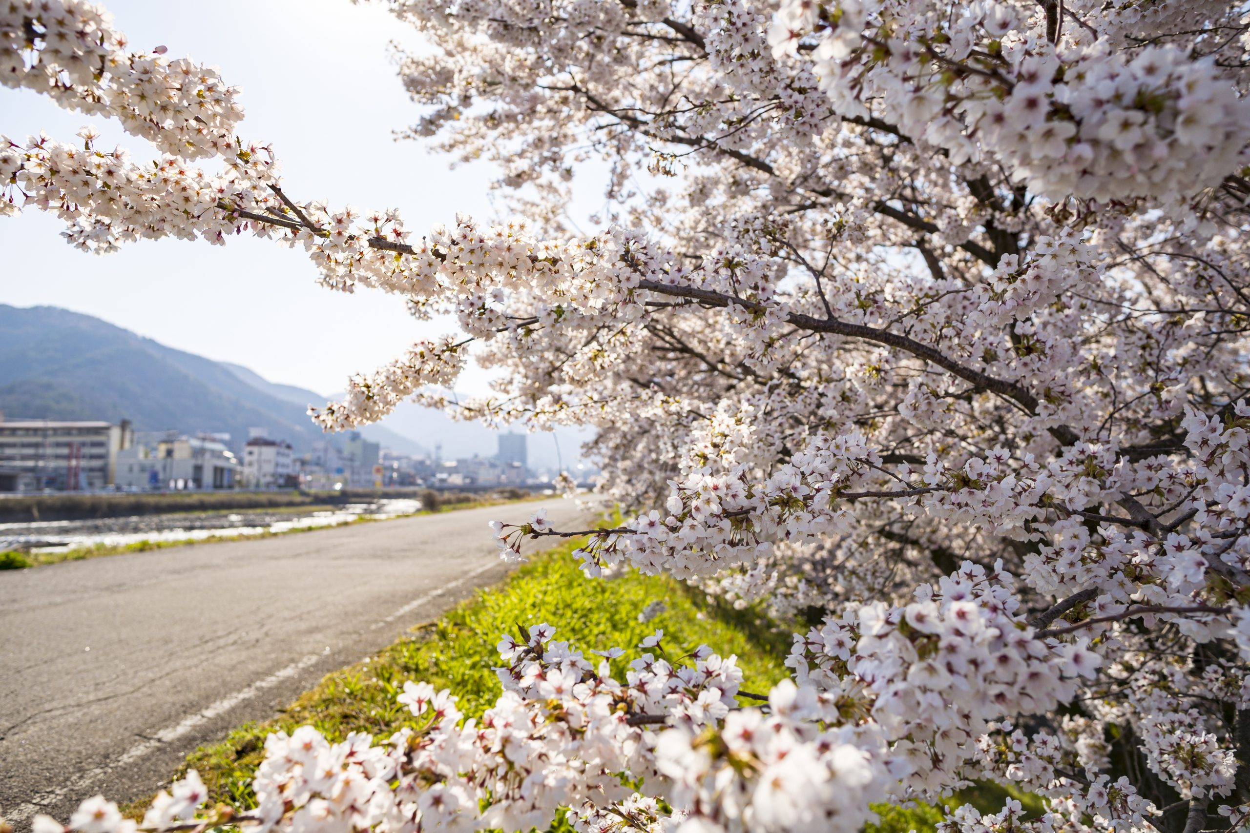 yudanaka-onsen-cherry-blossom-Yamanouchi