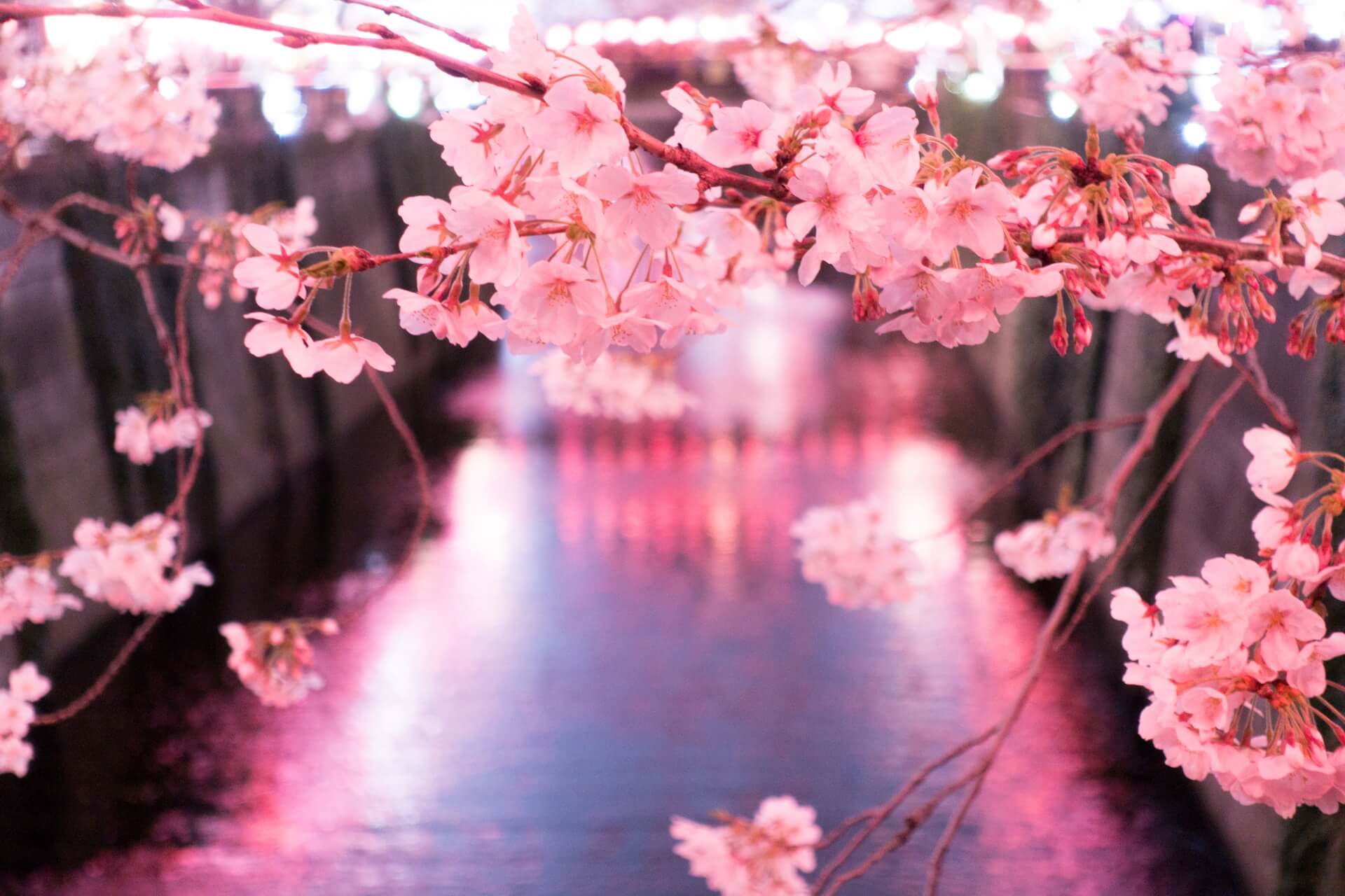 25 Best Places to See Cherry Blossoms In & Around Tokyo SNOW MONKEY