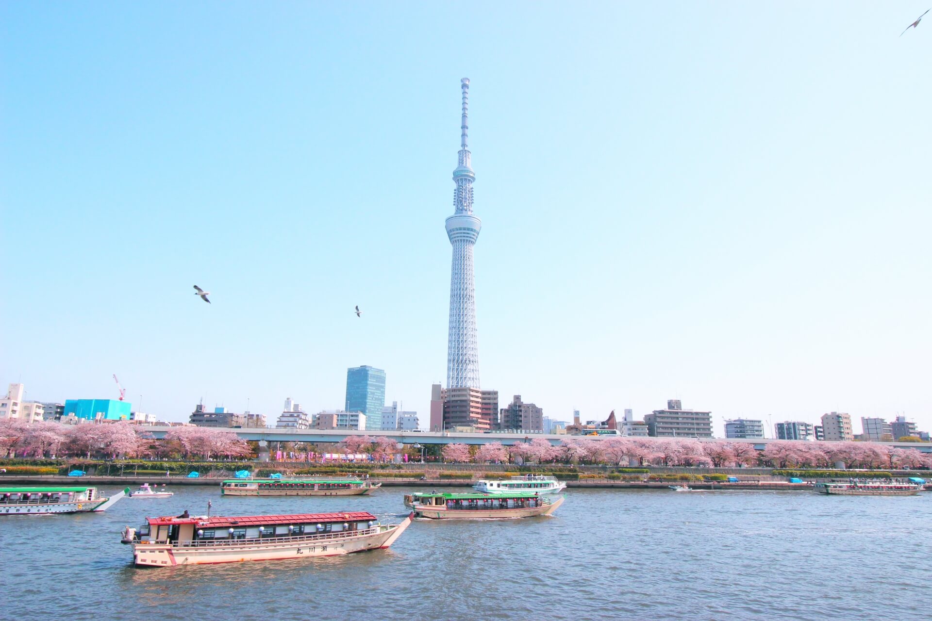 sumida-river-tokyo-blossoms