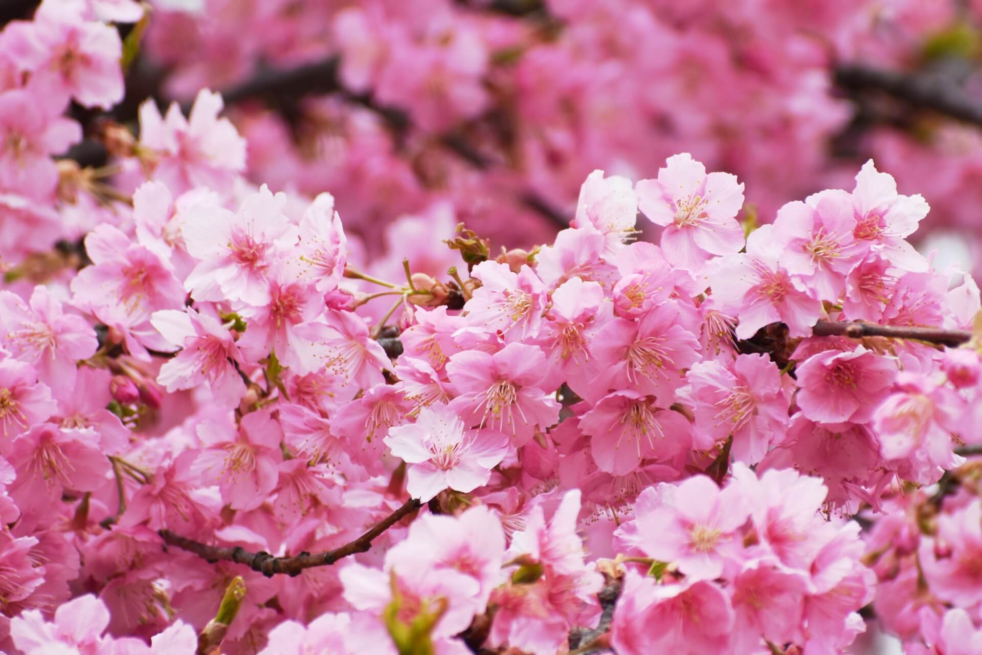 shinjuku-gyoen-tokyo-blossoms