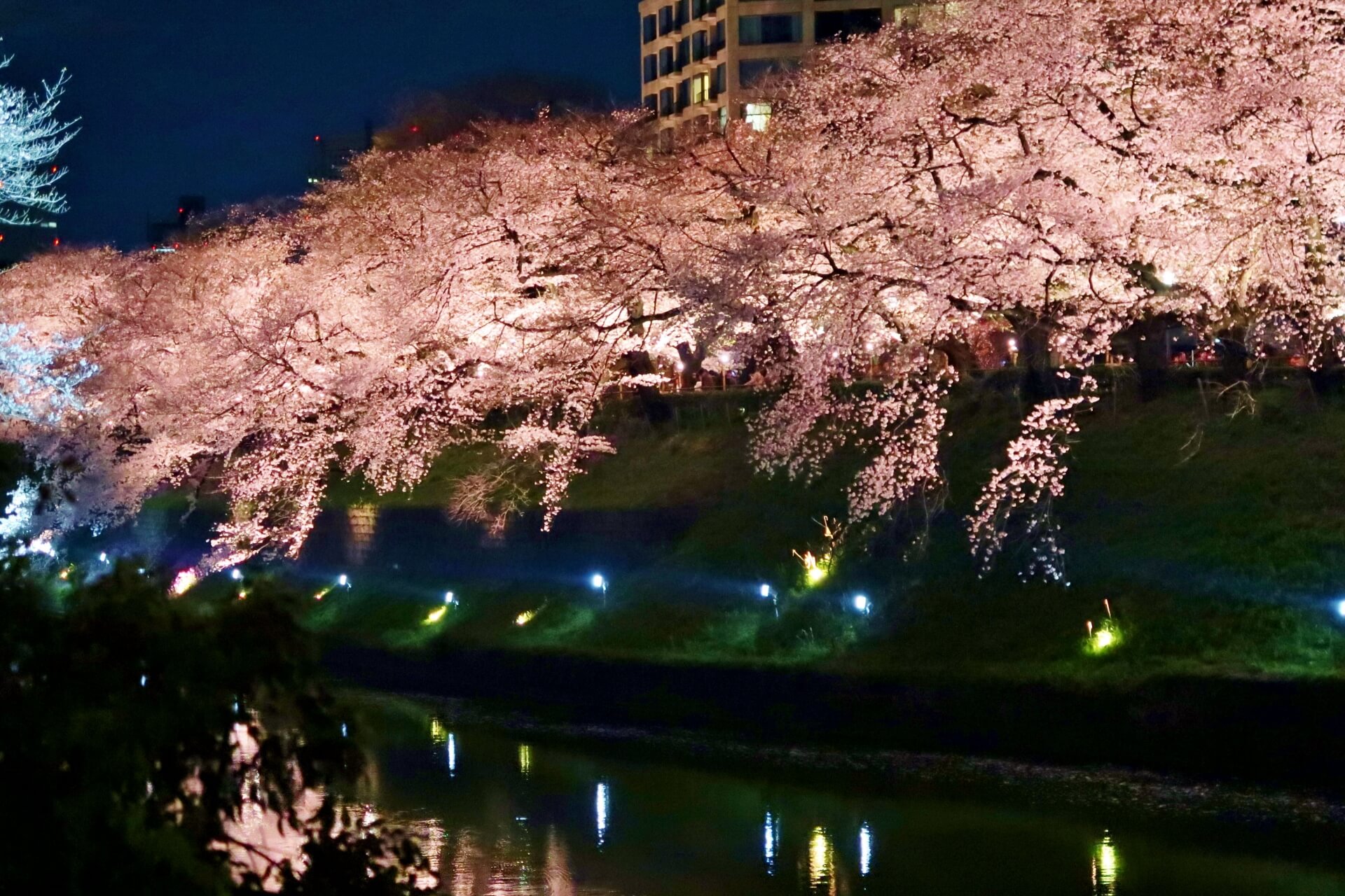 imperial-palace-tokyo-blossoms