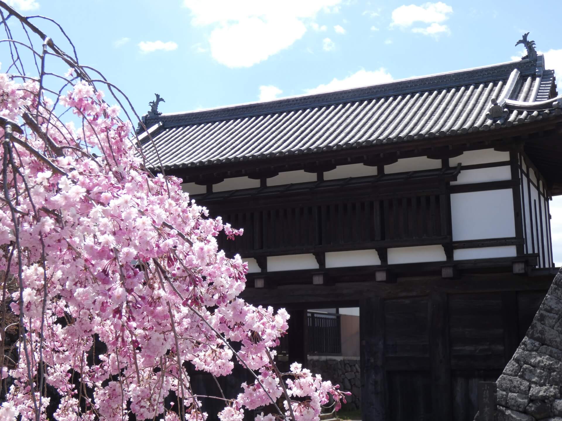 komoro-park-blossoms