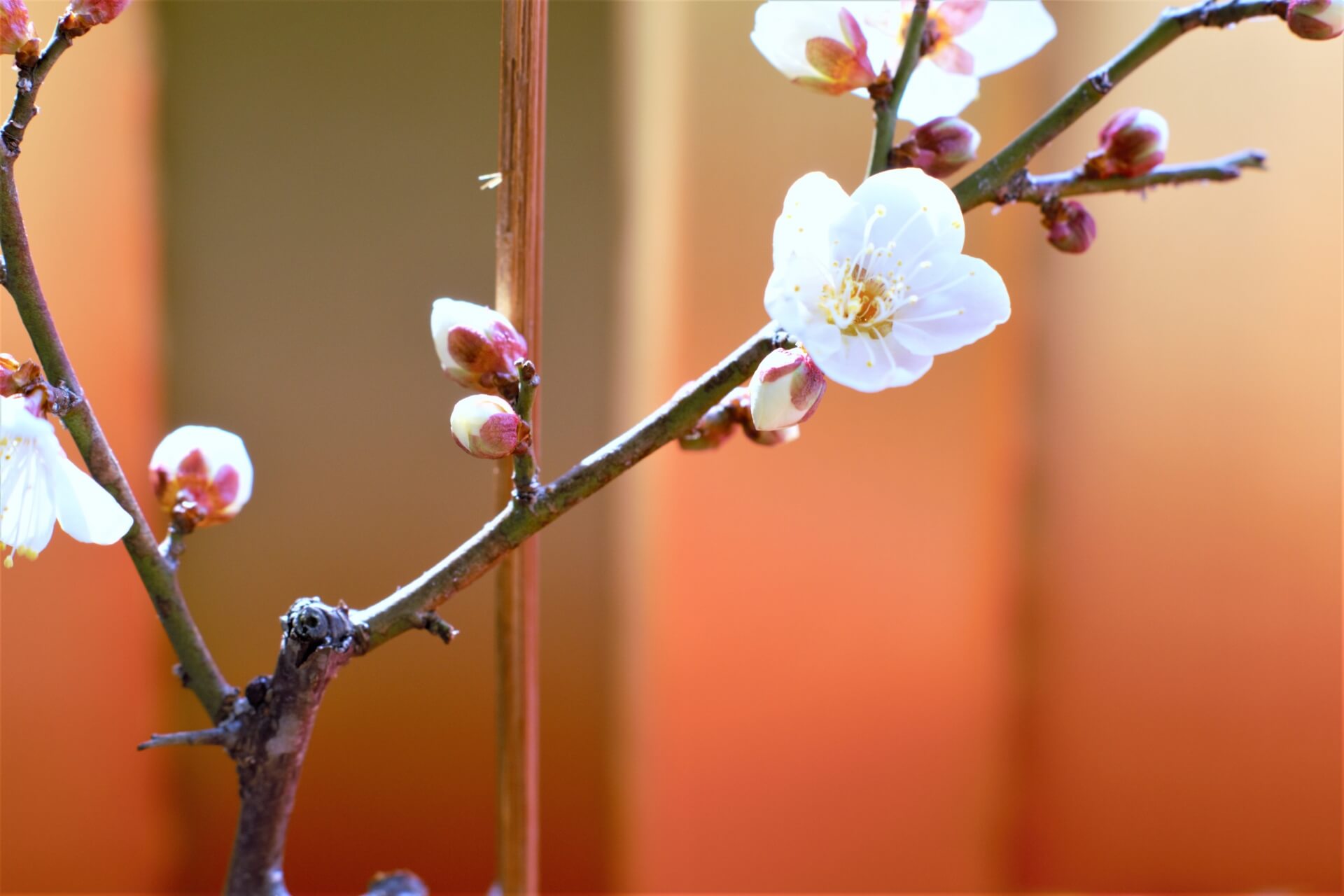 ikebana-art