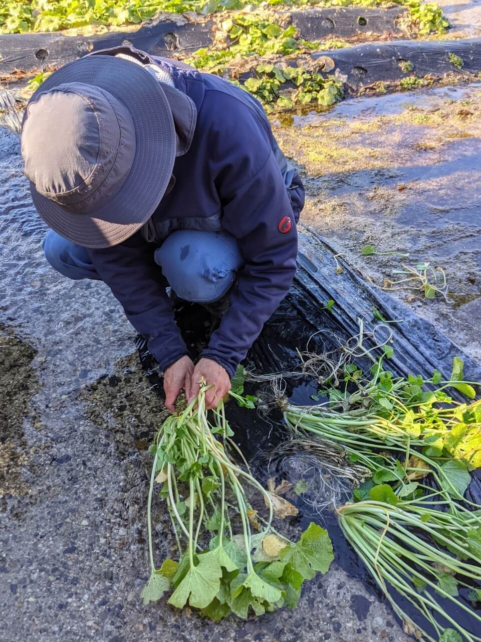 azumino-wasabi-picking