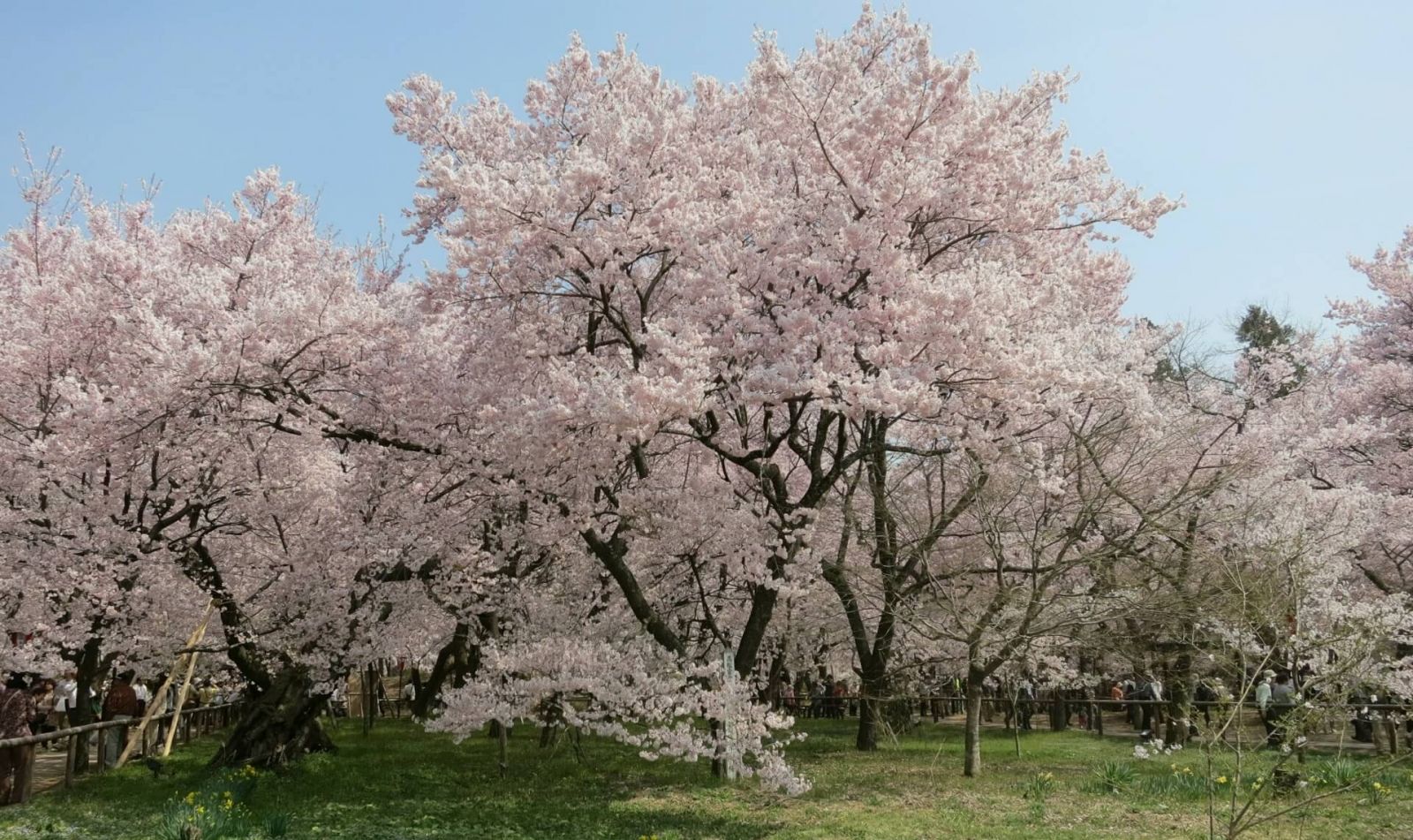 takato-castle-park-cherry-blossom