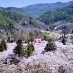 Cherry Blossoms in Nagano: When and Where to Enjoy the 2025 Season