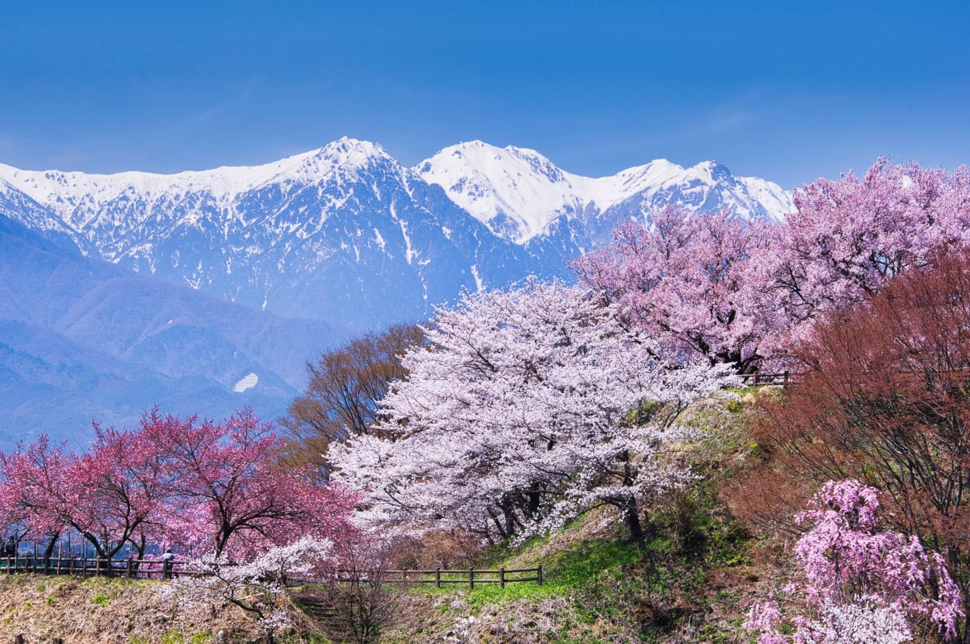 nagano-spring-landscape