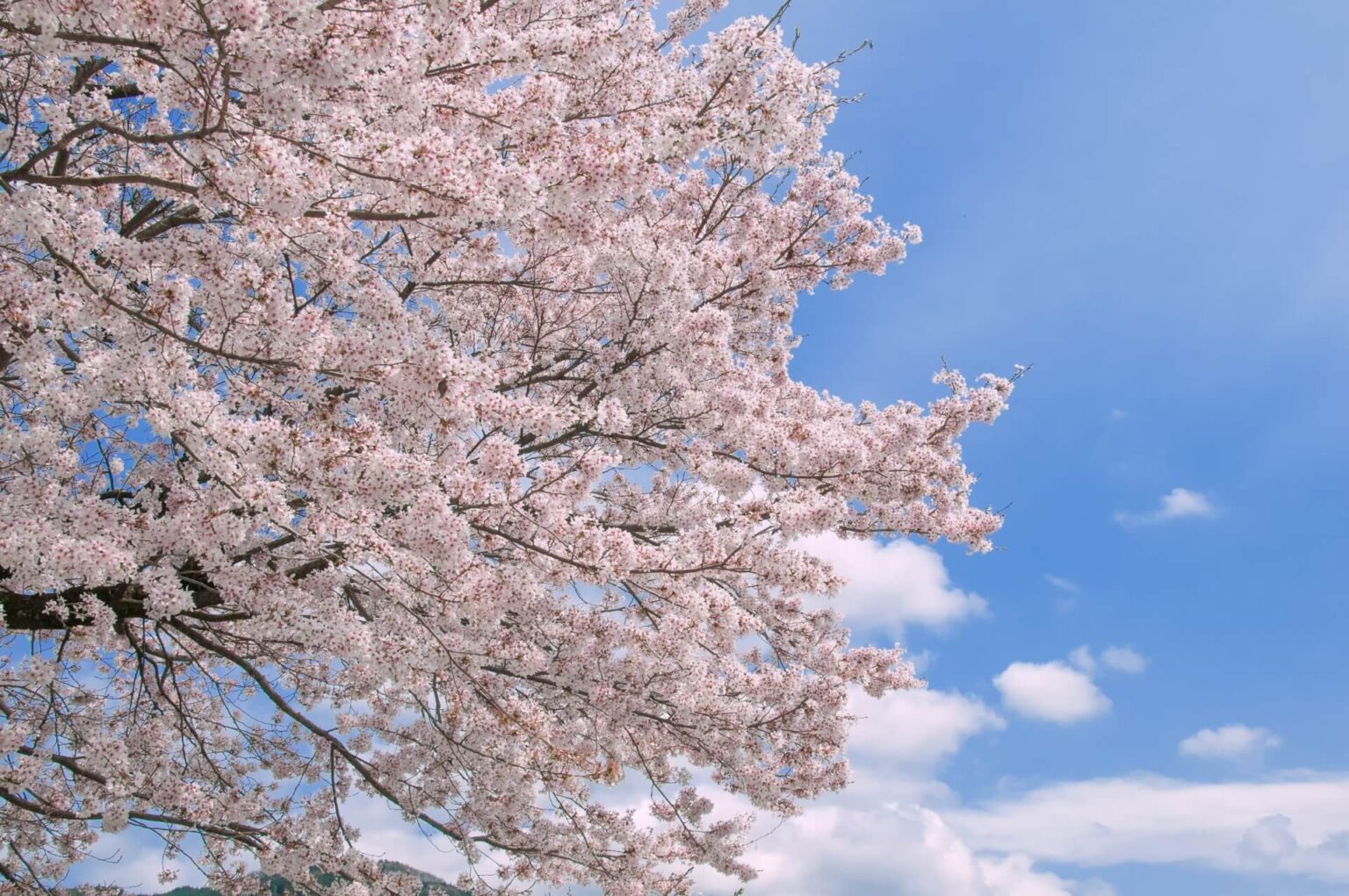 Cherry Blossom Varieties & How They Bloom - SNOW MONKEY RESORTS