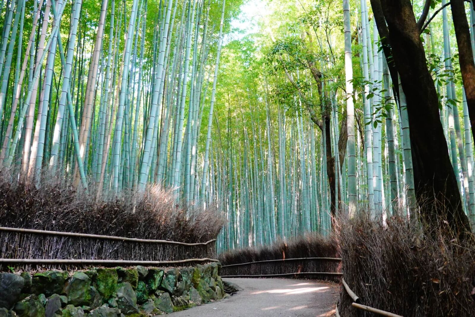 kyoto-arashiyama-bamboo-grove