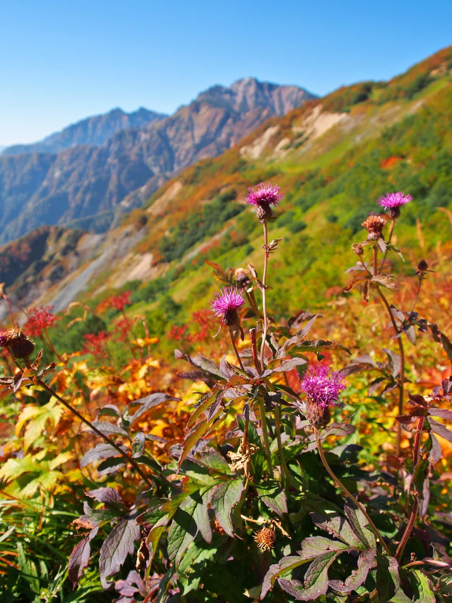 hakuba-autumn-flowers