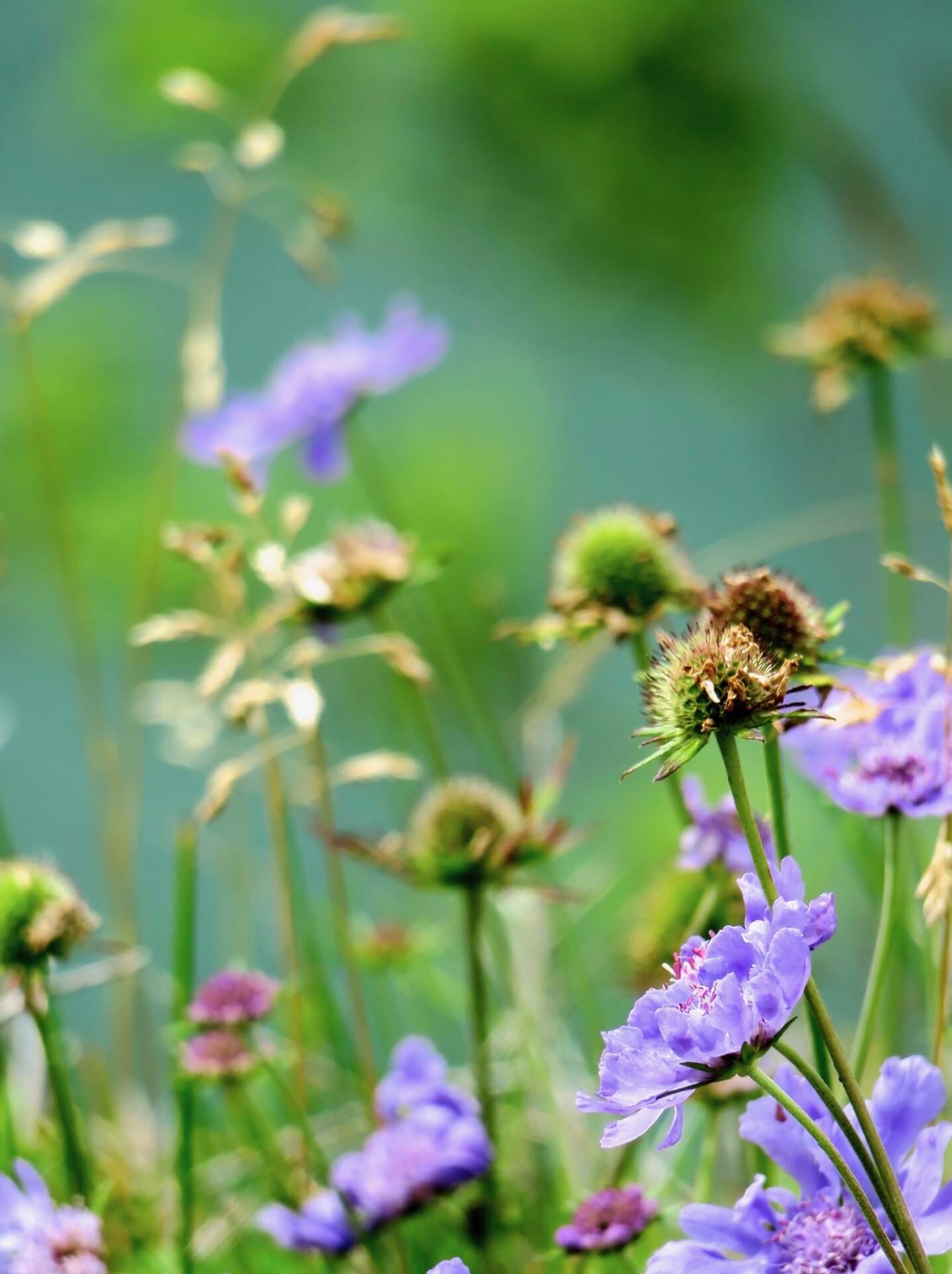 hakuba-wild-flower