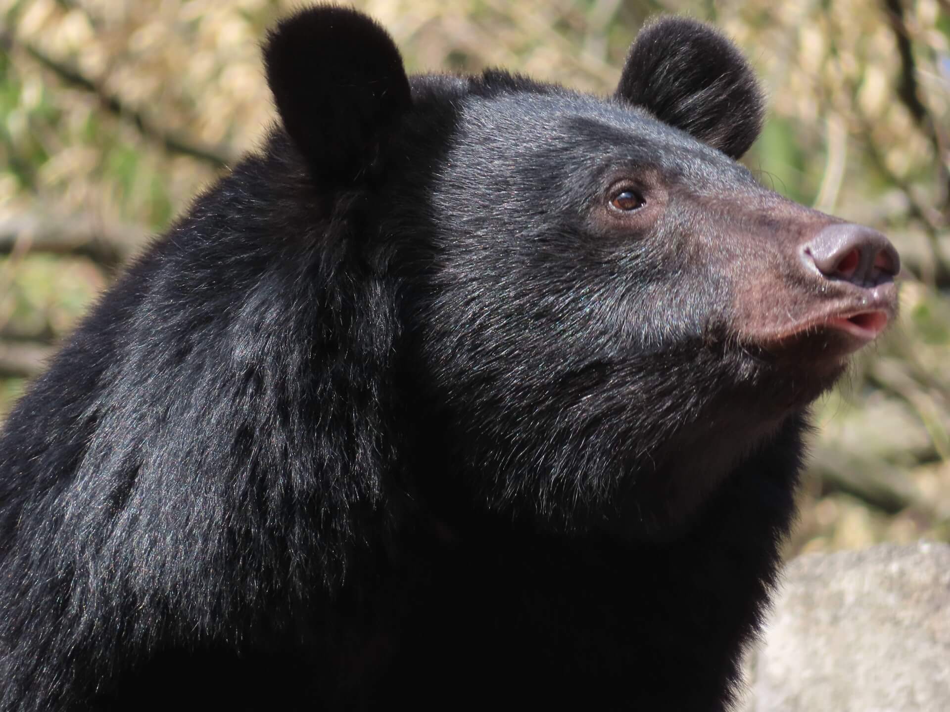 black-bear